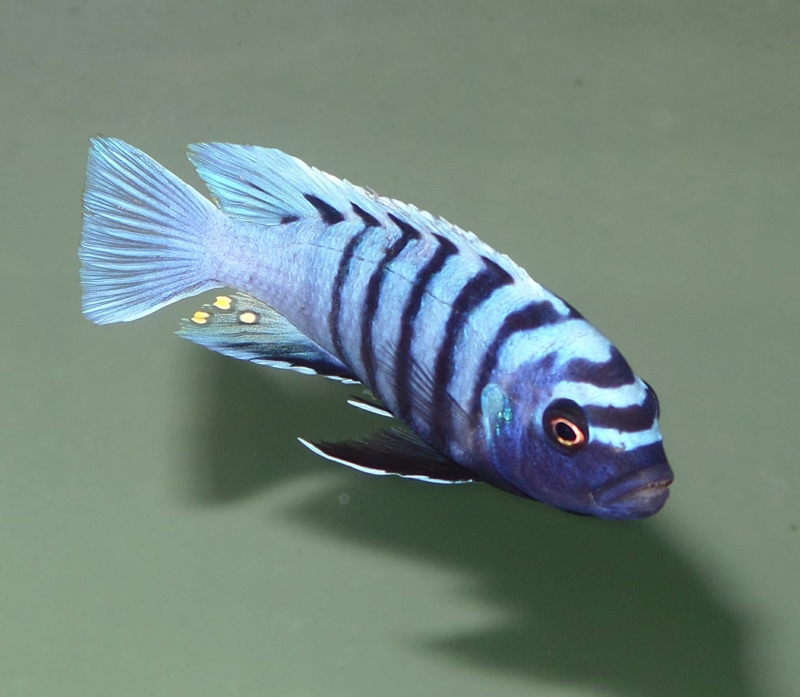 Cynotilapia sp. 'ndumbi'